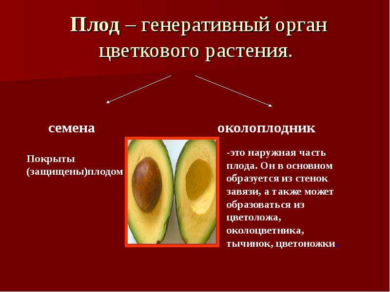 Околоплодник плода образуется из. Околоплодник наружная. Плод это генеративный орган. Плод это орган цветковых растений. Околоплодник образуется.
