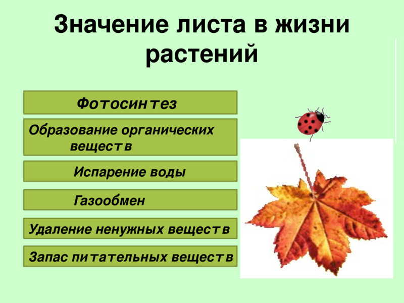 Тест листопад 6 класс. Значение листа для растения. Значение листьев. Значение листа в жизни растения. Значение листьев для растения.