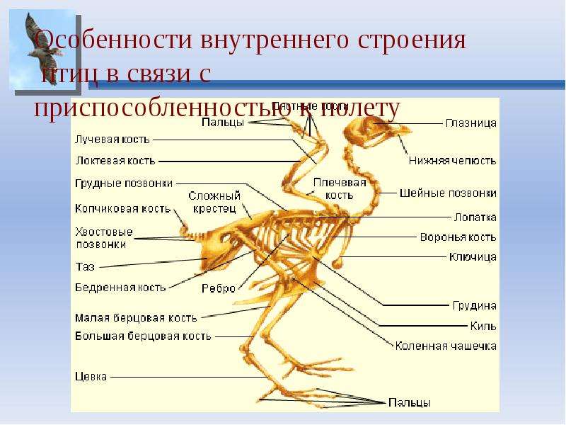 Внутреннее строение птиц 7 класс биология презентация