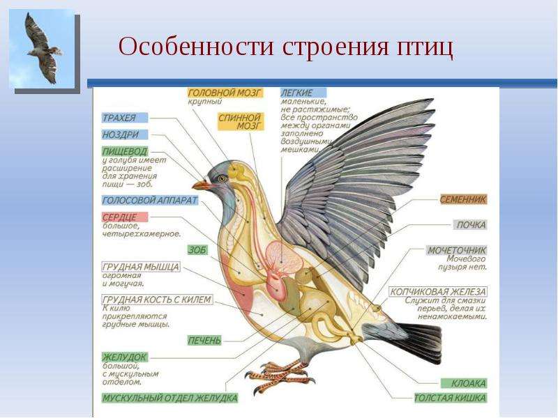 Особенности строения птиц. Внешнее и внутреннее строение птиц таблица с ответами. Особенно внешнего строения птиц таблица. Внешнее и внутреннее строение птиц. Особенности внутреннего строения.