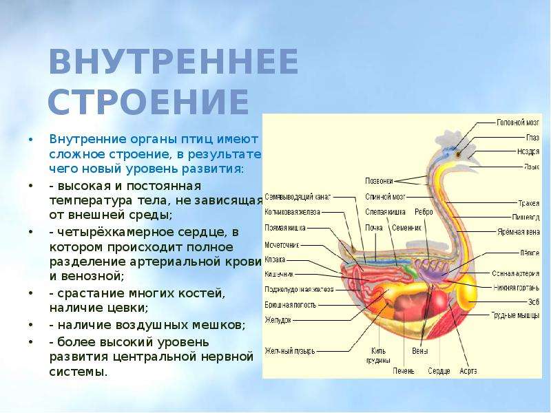 Какого внутреннее строение. Внутреннее строение птиц снизу. Внутреннее строение страуса. Системы внутренних органов птиц. Строение организма птицы.