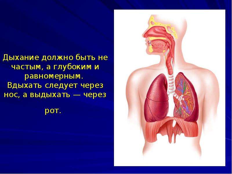 Дыхание и кровообращение 3 класс. Система дыхания и кровообращения 3 класс. Презентация на тему дыхание. Дыхание и кровообращение 3 класс окружающий мир.