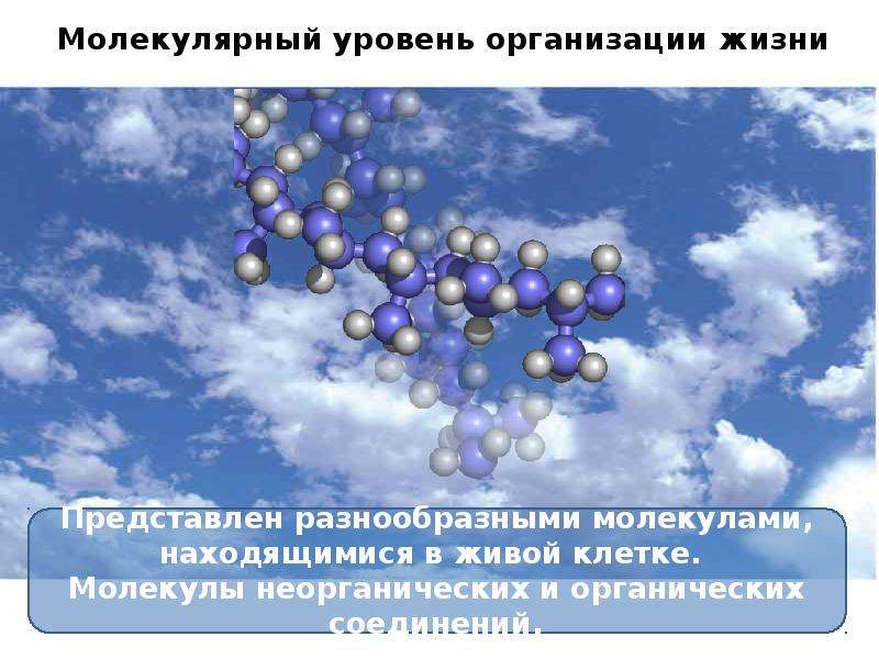 Уровни организации жизни 7 класс презентация