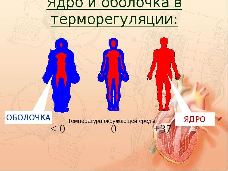 Терморегуляция организма презентация