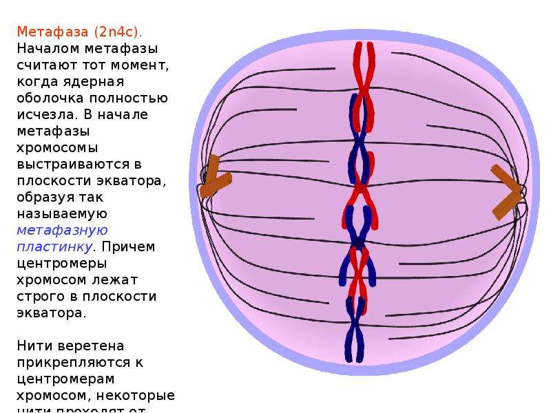 Картинка метафаза митоза