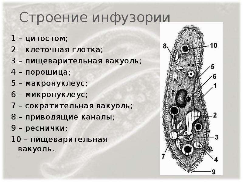 Рисунок инфузории туфельки с подписями. Пищеварительная вакуоль инфузории. Инфузория туфелька микронуклеус. Инфузория туфелька цитостом. Сократительная вакуоль инфузории туфельки.