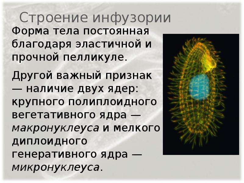 Какую функцию выполняет большое ядро инфузории