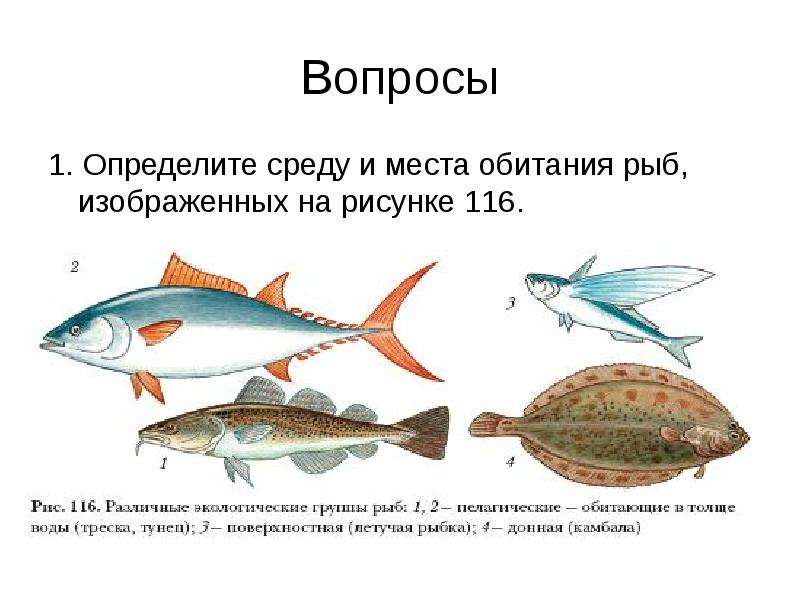 Какую среду обитания населяет организм изображенный на рисунке