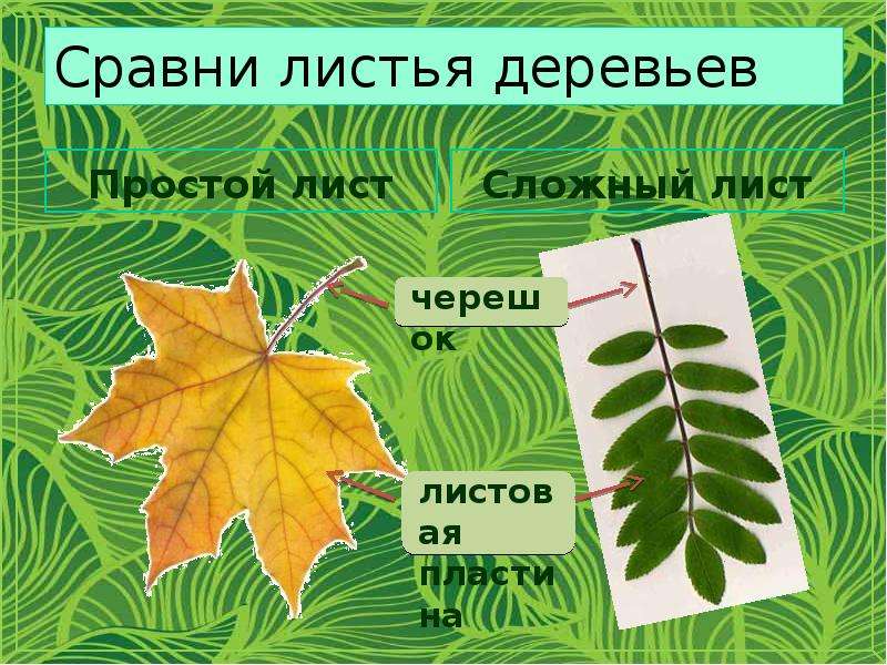 Лист сравнения. Сравнение листов. Сравнение листьев. Лист с чем сравнить. Листья сопоставить с деревом дети.