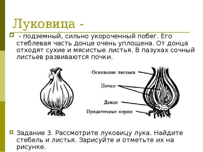 Докажите что клубень видоизмененный побег. Лабораторная работа строение видоизмененных подземных побегов. Лабораторная по биологии 6 класс строение луковицы. Видоизменённый побег луковица. Строение подземных побегов клубня и луковицы.