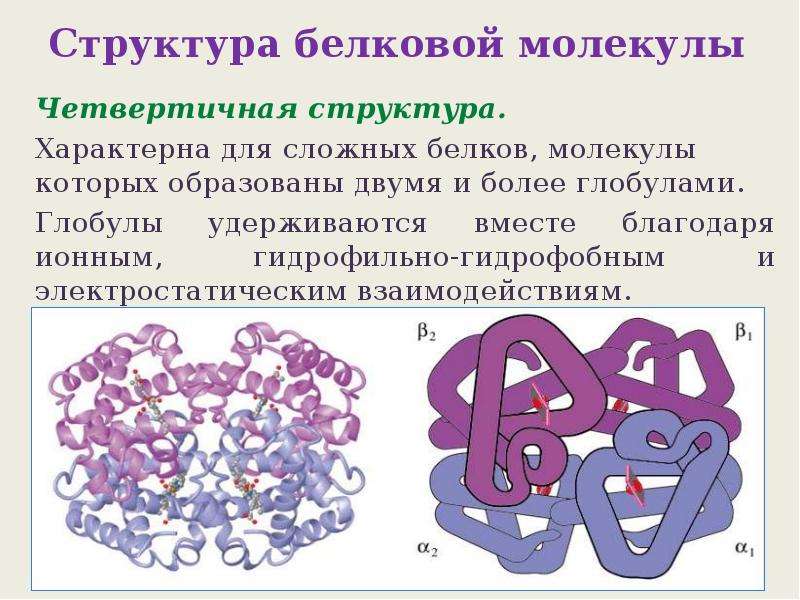 Четвертичная структура молекулы белка