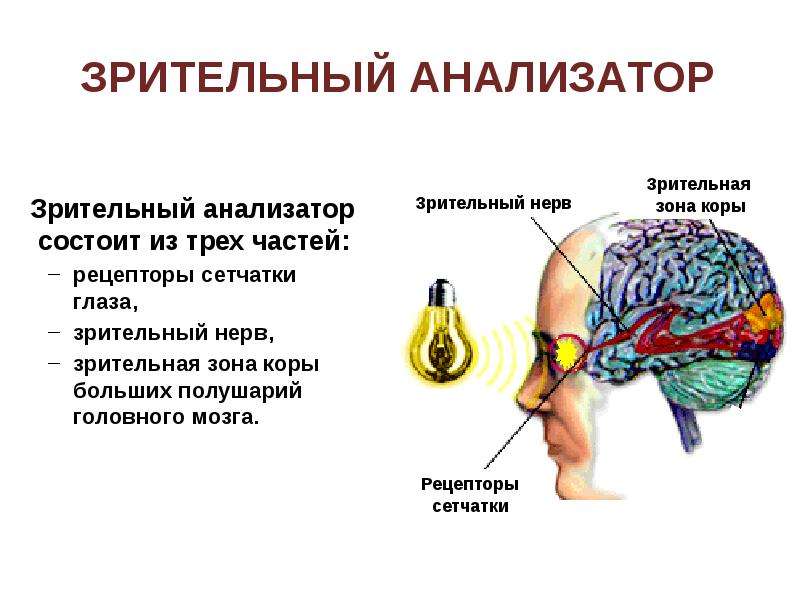 Презентация по теме анализаторы