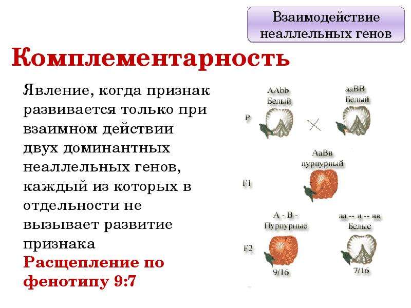 Взаимодействие генов презентация на английском