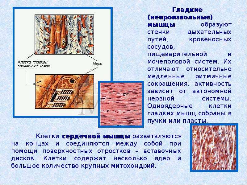 Презентация на тему ткани