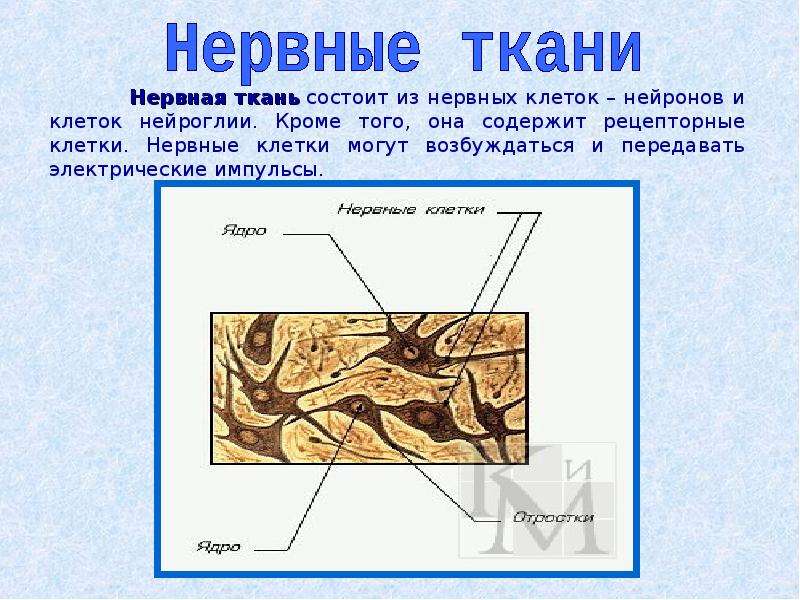 Презентация на тему ткани