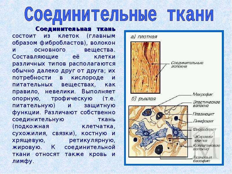 Соединительные ткани животных 5 класс презентация