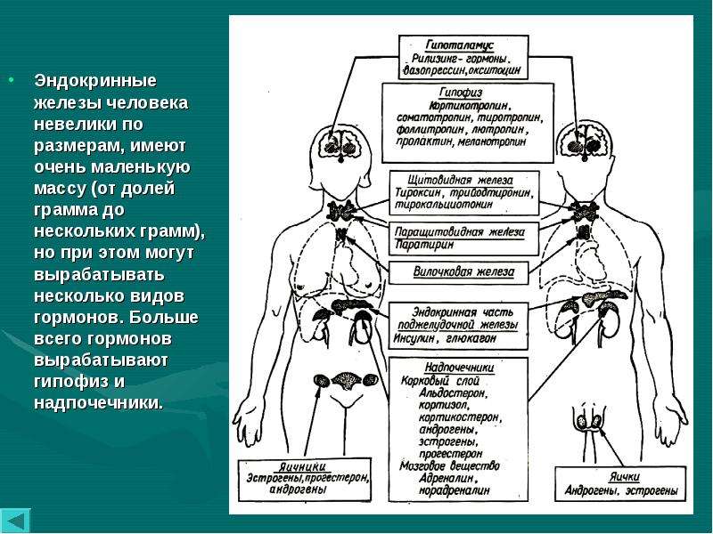 Схема железы и гормоны - 80 фото