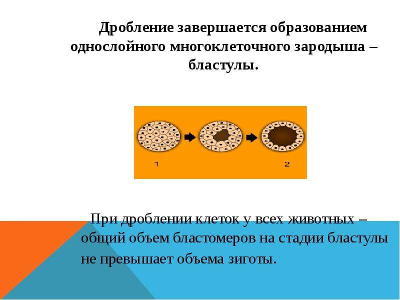 Процесс завершается образованием однослойного шарообразного зародыша. Дробление завершается. Образование однослойного зародыша. Образование однослойного многоклеточного зародыша. Периоды дробления.