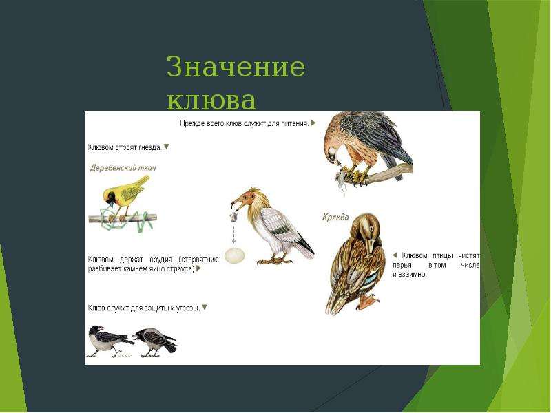Особенности строения и жизнедеятельности птиц 8 класс. Жизнедеятельность птиц. Особенности жизнедеятельности птиц. Птицы как источник питания. Клювиками значение.