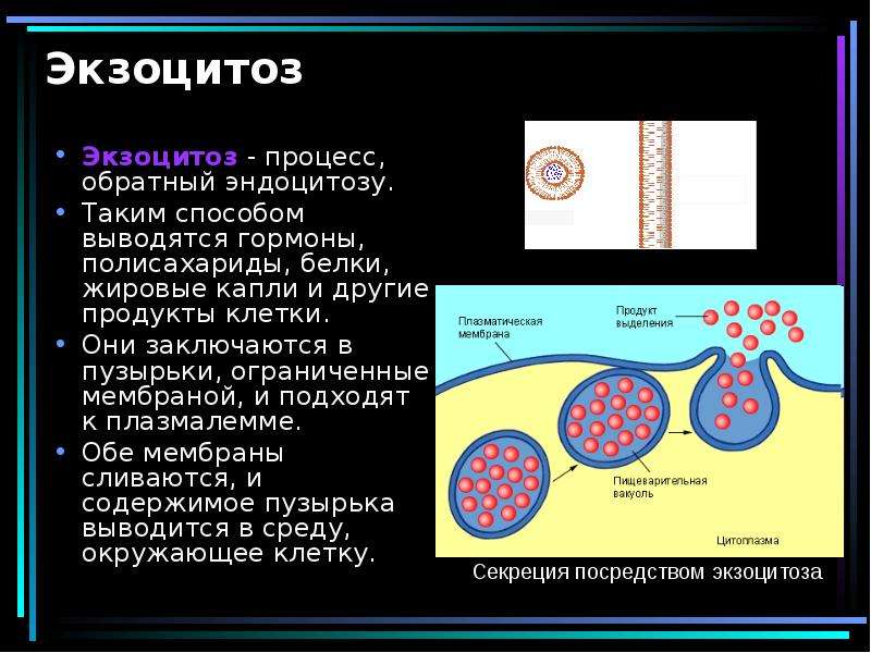 Экзоцитоз осуществляется. Экзоцитоз клеточная мембрана. Экзоцитоз процесс. Выведение веществ из клетки.