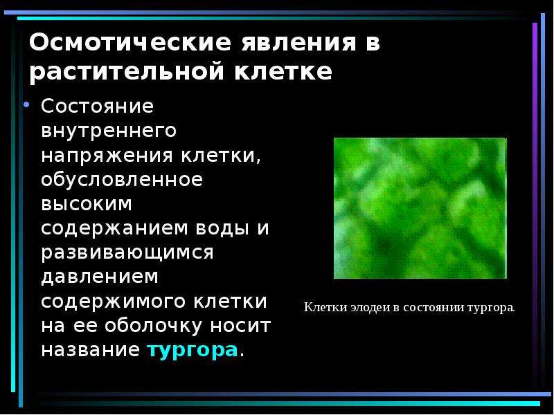 Какие свойства клетки. Осмотические явления в клетке. Осмотические процессы в клетке. Осмотические явления в растительной клетке. Осмотические процессы в растительной клетке.