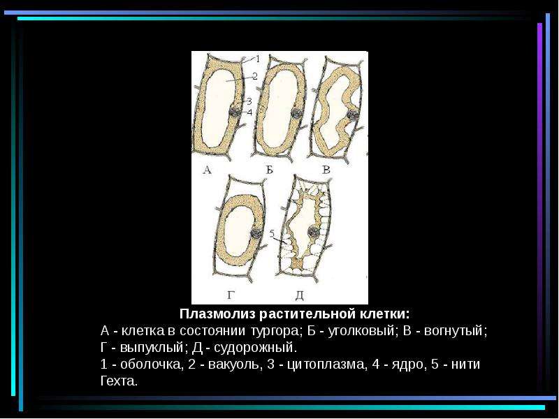 Плазмолиз и деплазмолиз презентация