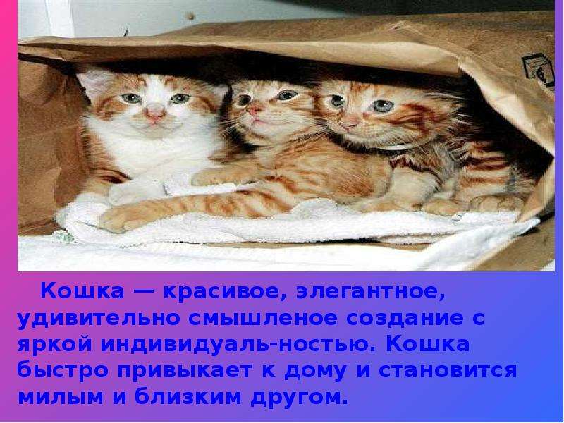 Котенок господа