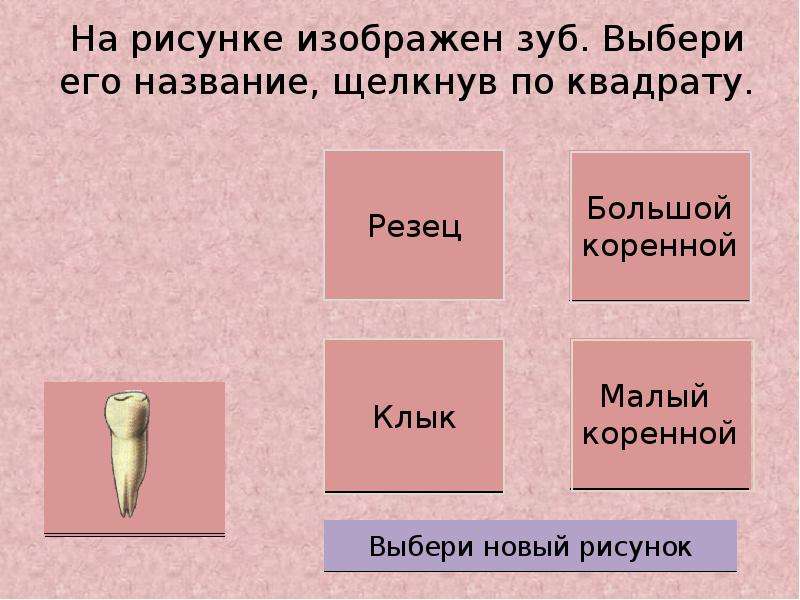 Проект про зубы 8 класс биология