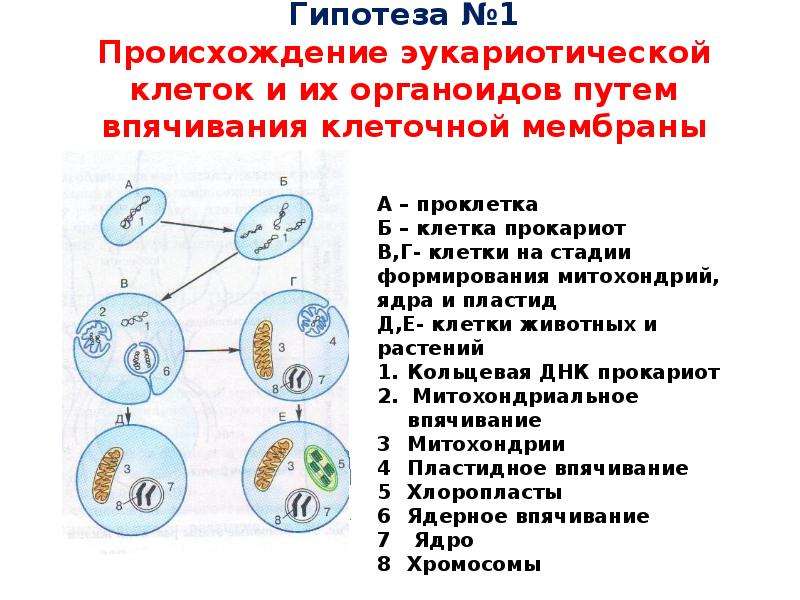 Появление эукариотов на земле. Гипотезы происхождения эукариот. Теории происхождения эукариотической клетки. Гипотеза симбиотического происхождения эукариотических клеток. Инвагинационная гипотеза эукариот.