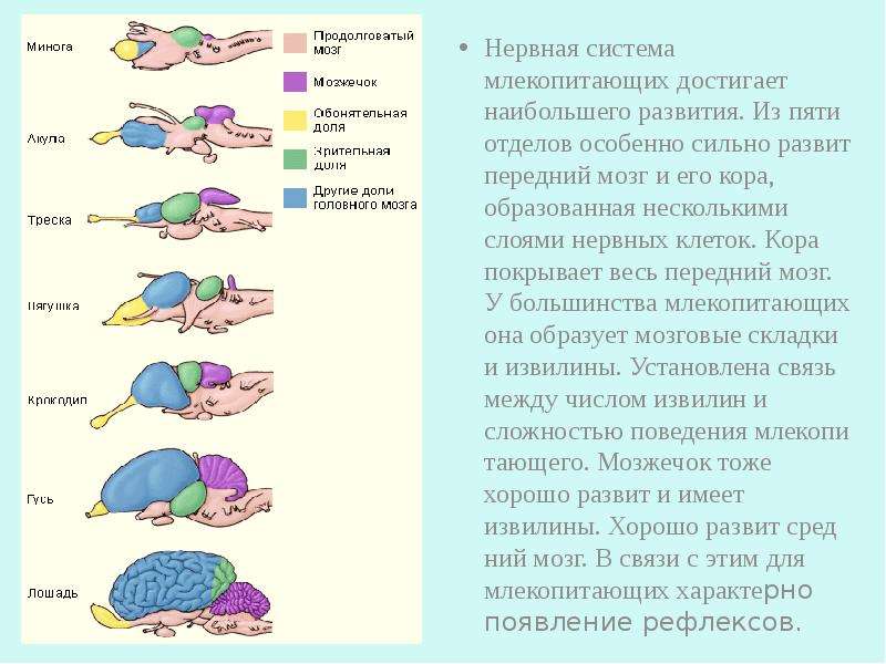 Как называется отдел головного мозга млекопитающих. Кратко таблица нервная система животных. Эволюция нервной системы у млекопитающих таблица. Эволюция нервной системы у первичноротых организмов. Нервная система млекопитающих 7.