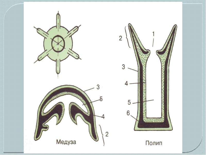 Лучевая симметрия кишечнополостных. Лучевая симметрия и полость тела кишечнополостных. Строение кишечнополостных полип и медуза. Лучевая симметрия тела у кишечнополостных. Лучевая симметрия и полость тела кишечнополостных рисунок.