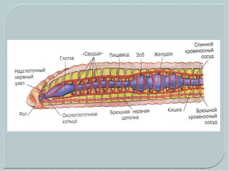 Строение органов червя. Системы органов кольчатых червей. Строение систем кольчатых червей. Схема системы органов кольчатых червей. Тип кольчатые черви строение.