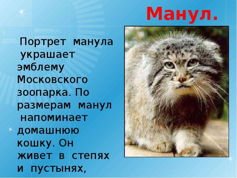 Презентация о мануле