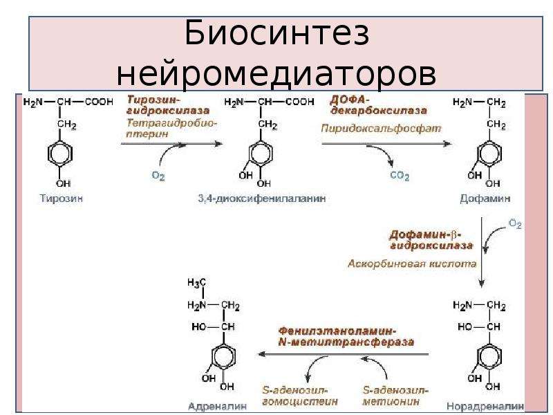 Адреналин образуется. Схема синтеза катехоламинов. Катехоламины Синтез адреналин. Синтез адреналина биохимия схема. Реакция превращения тирозина в дофамин.