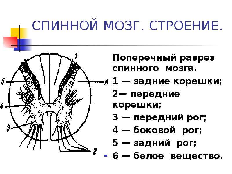 Поперечный срез спинного мозга рисунок