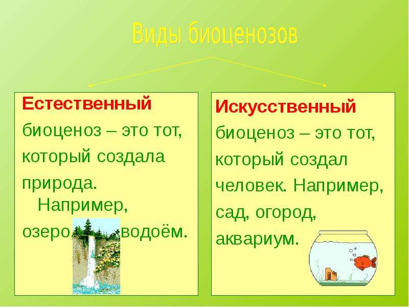 Искусственный это. Искусственный биоценоз. Естественные и искусственные биоценозы. Искусственный биоценоз примеры. Искусственные биоценозы таблицы.