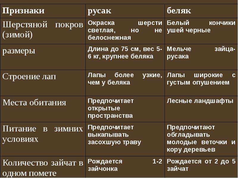 Беляк и русак сходства и различия. Строение конечностей зайца беляка и зайца русака. Сравнение зайца беляка и русака. Строение конечностей зайца русака и беляка.