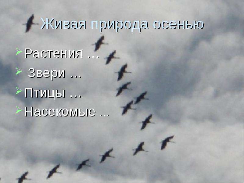 Клин Птиц Фото