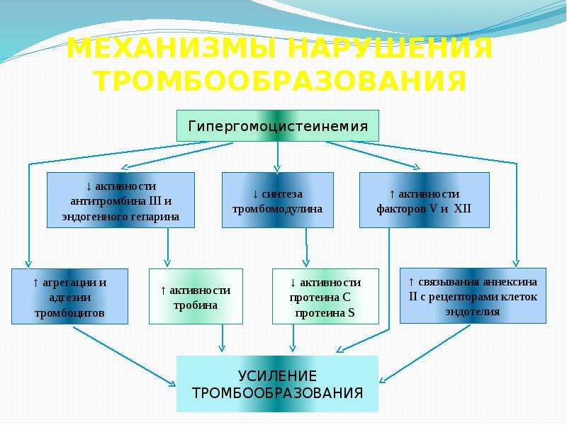 Гомоцистеин повышен. Повышенный гомоцистеин причины. Патогенез гомоцистеинемии. Этиология гипергомоцистеинемии. Гипергомоцистеинемия патогенез.