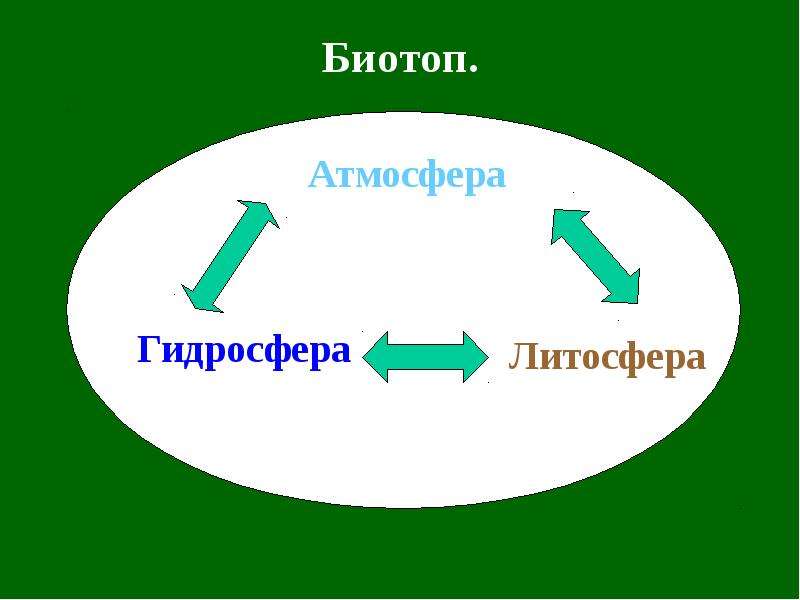 Биотоп примеры. Биотоп это. Биотоп это в экологии. Биотоп это в биологии кратко. Биотоп примеры в экологии.