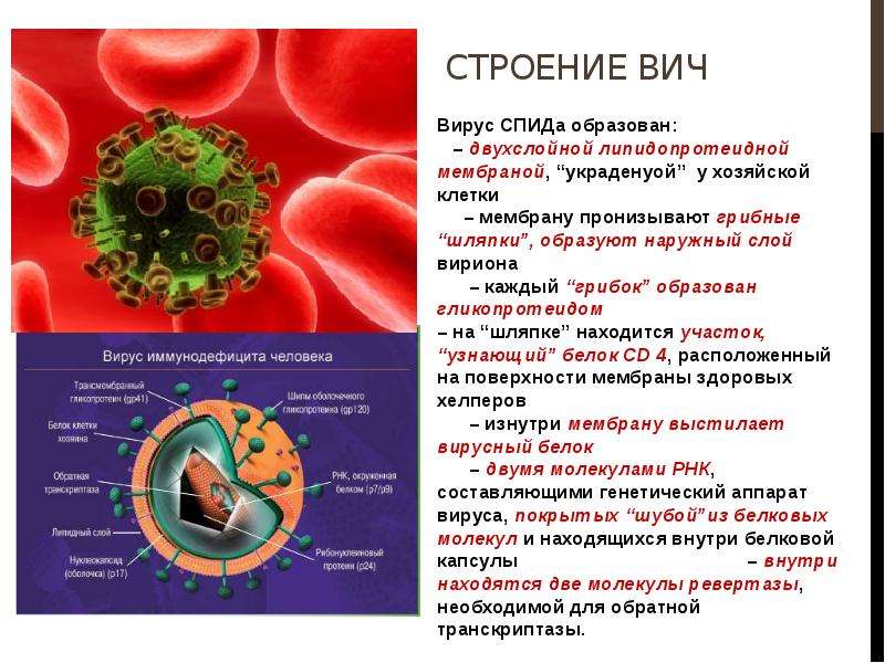 Вирус иммунодефицита поражает в первую очередь. Строение клетки ВИЧ инфекции. ВИЧ строение вирусной инфекции. ВИЧ строение вируса кратко. Вирус ВИЧ микробиология.