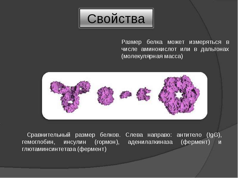 Молекулярная масса аминокислоты. Сравнительный размер белков. Размеры белков. Масса белка в дальтонах. Размер белка в НМ.