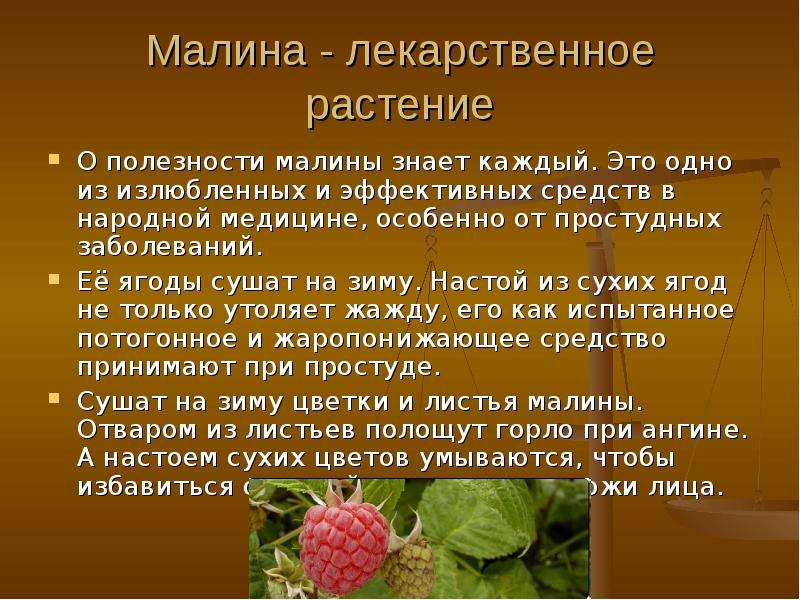 Чем полезны листья. Малина польза. Характеристика малины. Малина лекарственное растение.