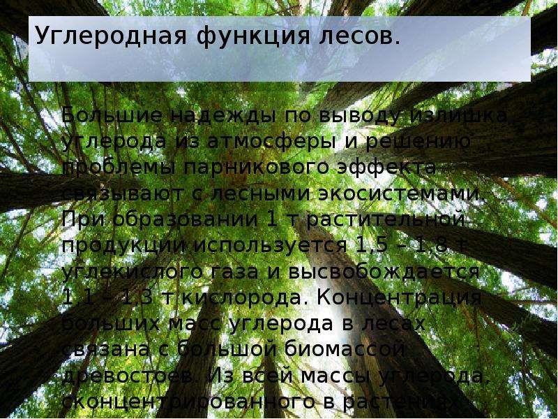 Функции леса. Углеродная функция лесов. Экологическая роль леса. Функции леса в природе. Городские леса это и функции.