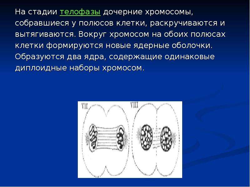 Образуются дочерние хромосомы. Дочерние хромосомы это. Телофаза дочерние хромосомы. Телофаза митоза хромосомы раскручиваются. Раскручивание хромосом.