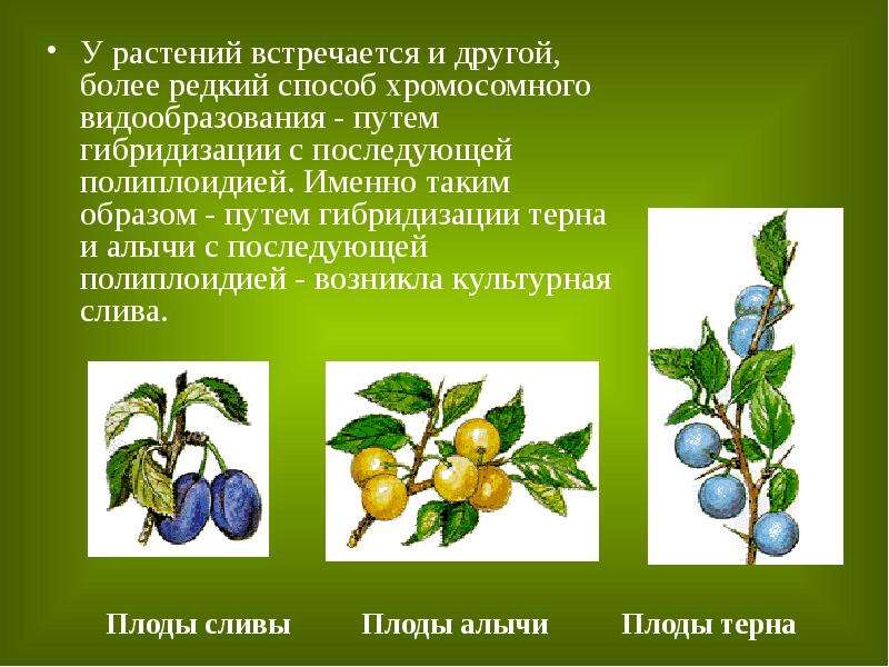 Презентация на тему вкусные полиплоиды