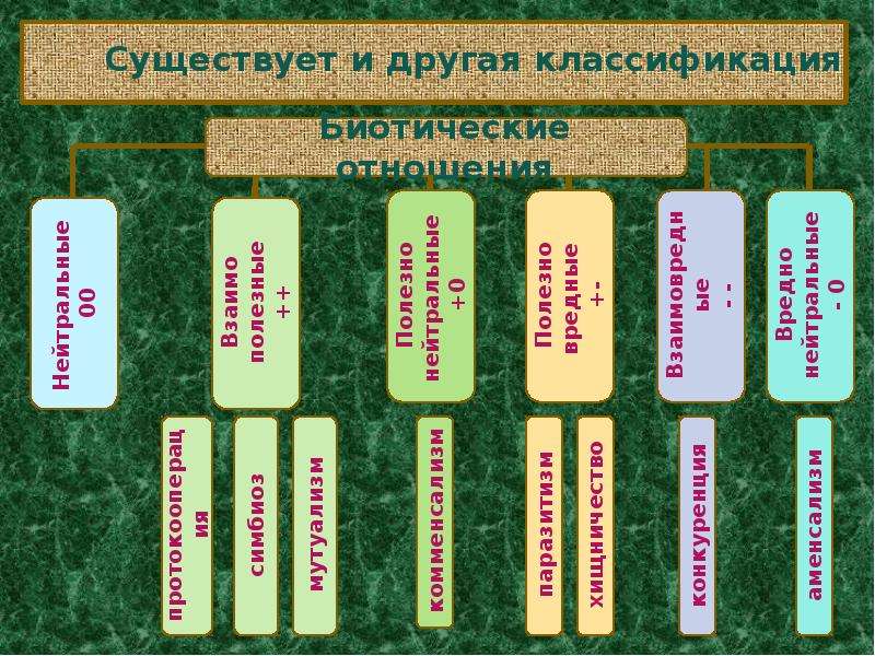 Схема биотических связей