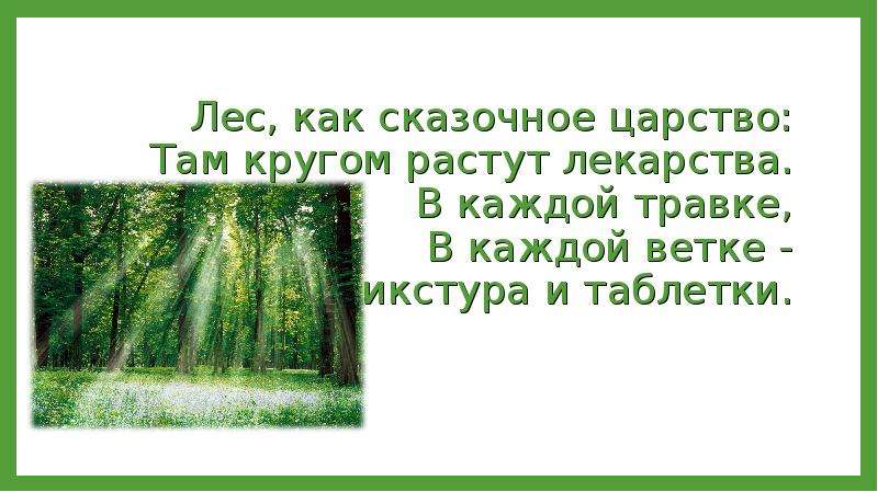 Кругом растут. Стихотворение лес как сказочное царство. Стих лес как сказочное царство там кругом растут лекарства. Стихи про Лесное царство. Лес как лекарство.