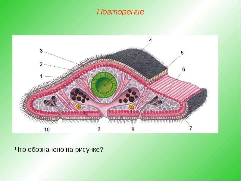 Плоские черви рисунок