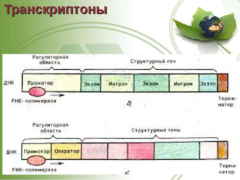 Современное представление о гене схема